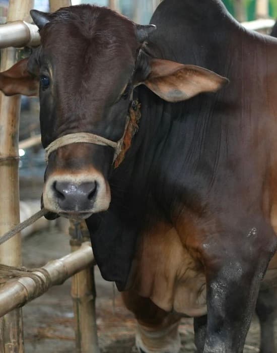 Brahman cow at a cattle market in Burewala, Punjab for Qurban