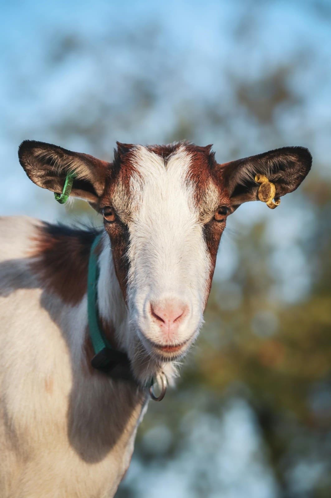 Live goat available for Qurban sacrifice